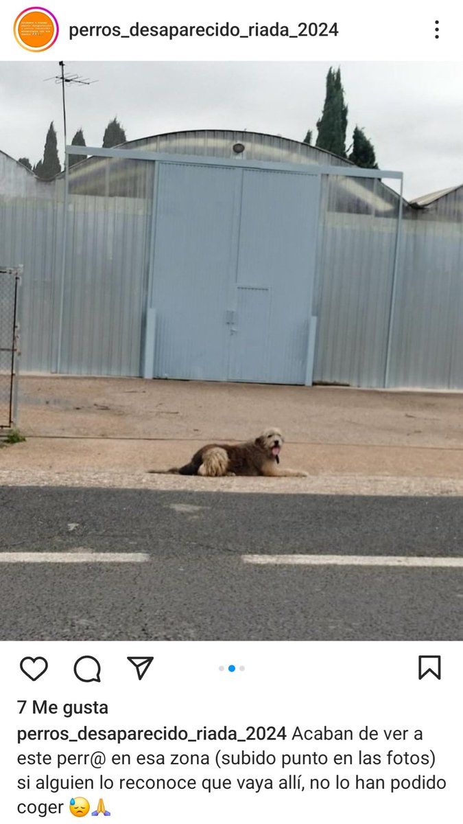 Layra_2009's tweet image. Acaban de ver hace minutos a este perro perdido en la riada. No lo han podido coger. ¿Alguien lo reconoce? #dana #valencia #perrosriada #Paiporta @_MajismoStann_ @AcofalX @cal4ta @VidasSos @Fran__Osuna @_MajismoStann_ @_0_BOOOM_6996 @siviaromera1  @FordAlvarez @PacmaValencia