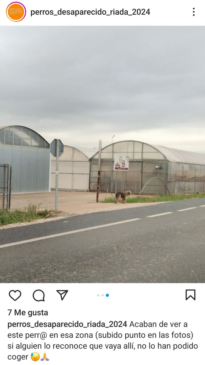 Layra_2009's tweet image. Acaban de ver hace minutos a este perro perdido en la riada. No lo han podido coger. ¿Alguien lo reconoce? #dana #valencia #perrosriada #Paiporta @_MajismoStann_ @AcofalX @cal4ta @VidasSos @Fran__Osuna @_MajismoStann_ @_0_BOOOM_6996 @siviaromera1  @FordAlvarez @PacmaValencia