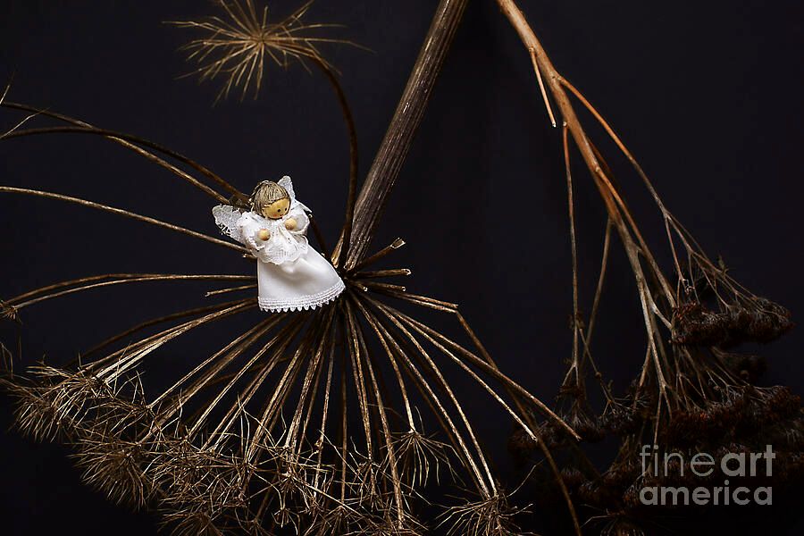 #Winter #Flower With #Figurine Little #Angel #AlexanderVinogradov #photography
#print at buff.ly/3YBY6sP
#stilllife #fineartphotography #artwork #alexander_vinogradov_photography  #giftideas #beautiful #ArtSale #ArtLovers #FlowersofTwitter #buyINTOART #FillThatEmptyWall