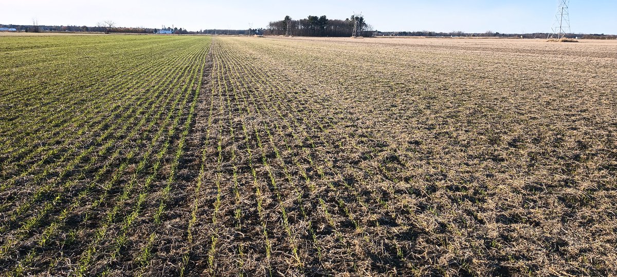 Bel hiver 
Semis 30 septembre à gauche 
17 octobre à droite 
Même variété 
#agriculture