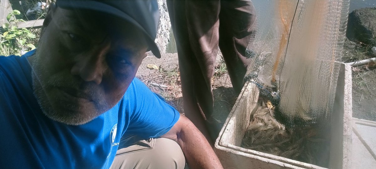 Rokit_66's tweet photo. Selasa (29/10/2024) ROKIT SP Luhkan Kab Sinjai mendampingi panen parsial udang vaname di Desa Panaikang Kec Sinjai Timur An Sirajuddin produksi 150 kg, zise 86 ekor/kg harga Rp 50.000
#GiatLuhkanSatminkalMaros 
#Panen
#Luhlapor https://t.co/JuBjMkdZrD