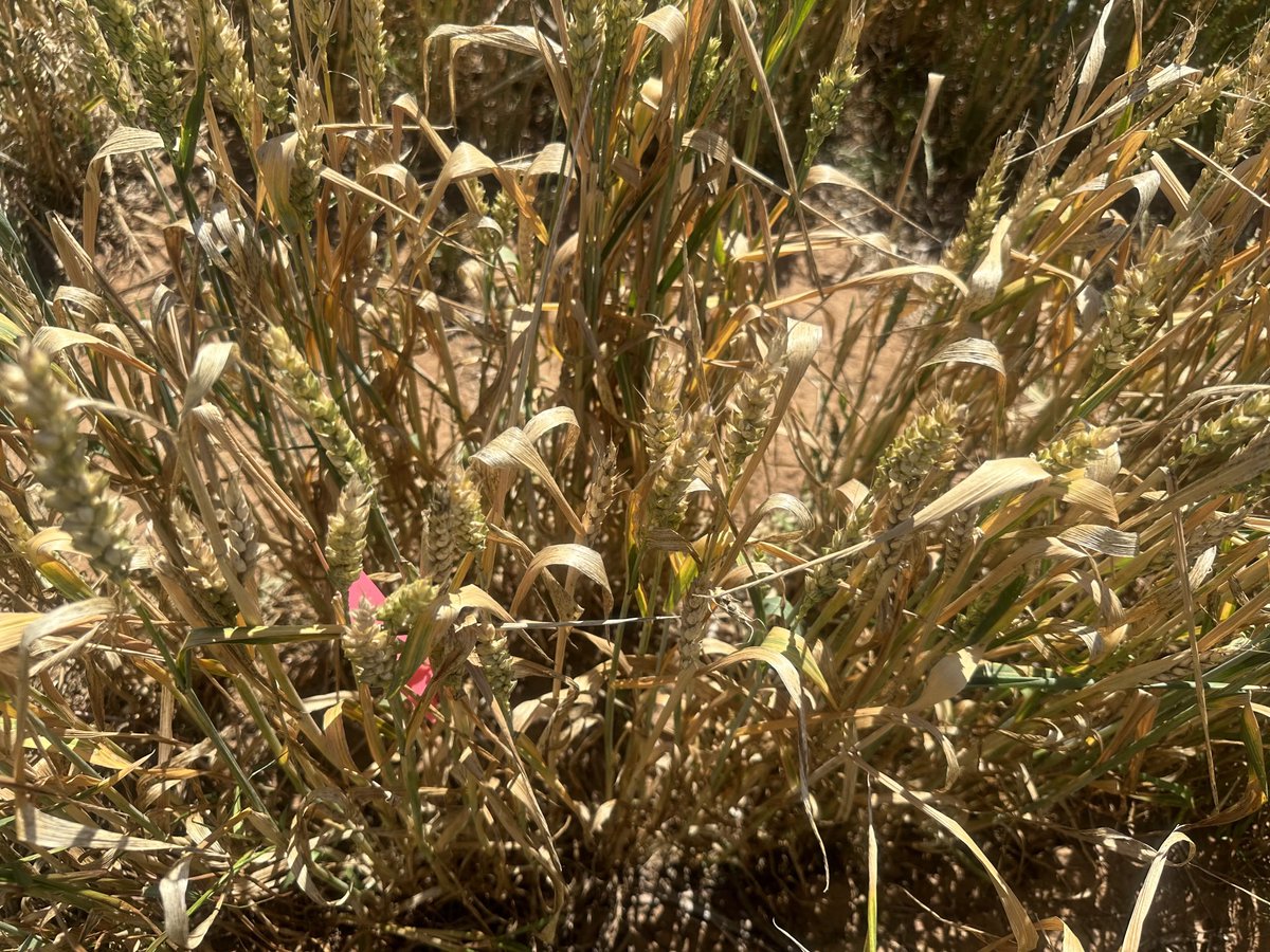 Greg Rebetzke (@rebetzke_0) on Twitter photo Potential reduction in frost damage in novel wheat genetics at Farrell Flat SA following -5oC temps during booting/flowering. Working with <a href="/BrendanKupke/">Brendan Kupke</a> at SARDI, and <a href="/BrentonLeske/">Brenton Leske</a> and <a href="/PhenologyisFun/">Felicity Harris</a> this <a href="/theGRDC/">GRDC</a> project is showing promise Potential reduction in frost damage in novel wheat genetics at Farrell Flat SA following -5oC temps during booting/flowering. Working with <a href="/BrendanKupke/">Brendan Kupke</a> at SARDI, and <a href="/BrentonLeske/">Brenton Leske</a> and <a href="/PhenologyisFun/">Felicity Harris</a> this <a href="/theGRDC/">GRDC</a> project is showing promise