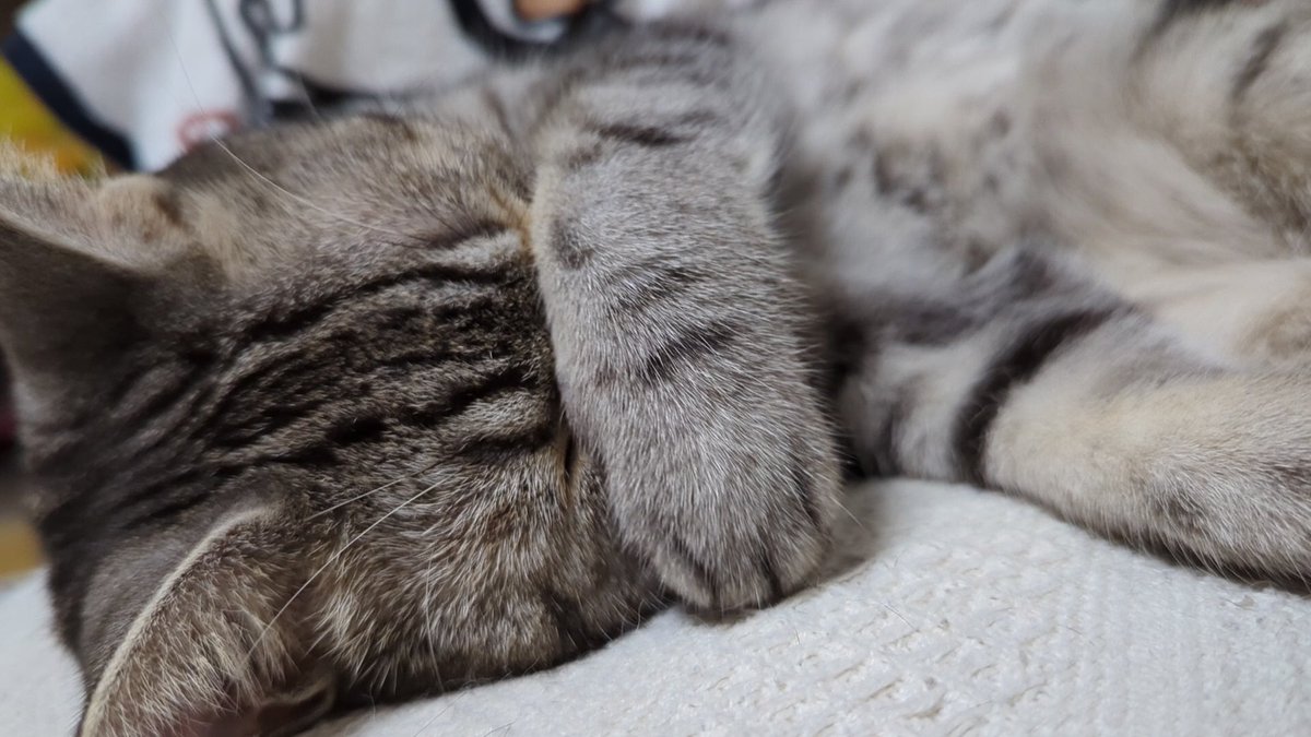 そんなにイヤイヤしなくても良いのに…

[4K]猫のまぶしいアピールがスゴイ youtu.be/nXOmiCL0O3c?si…
#猫 #猫のいる暮らし #アメショ