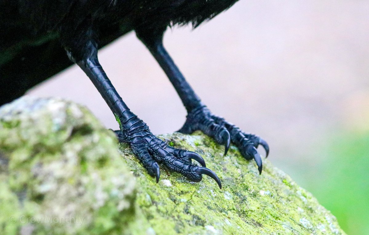 Crow Monthly tweet media