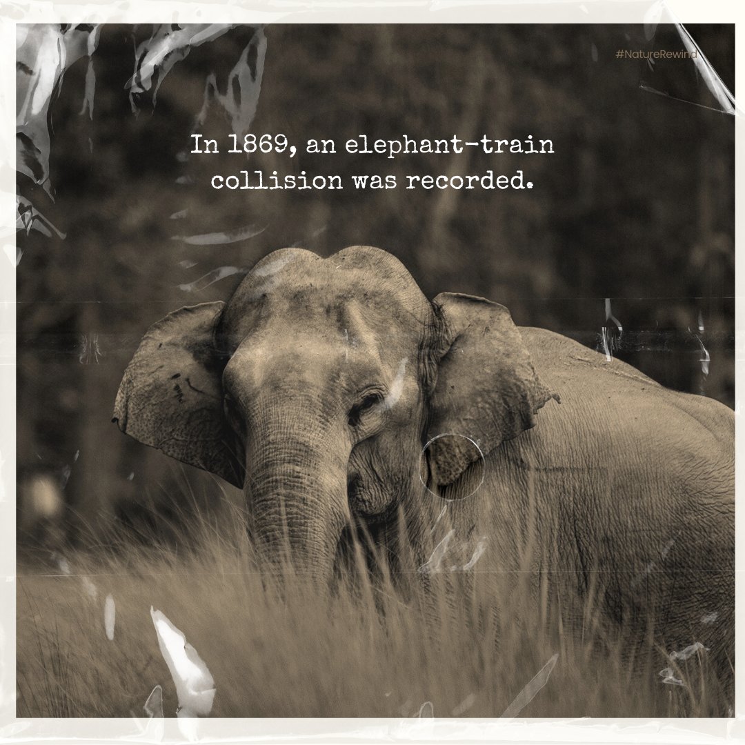 NatureIn_Focus's tweet photo. In this week's #NatureRewind, we explore an instance of human-elephant conflict from over 150 years ago.
What happened to our country's biodiversity when the Indian Railways were established? Is this a common problem in the recent years too?
Photograph by Rohit Varma https://t.co/noBRe5A39T