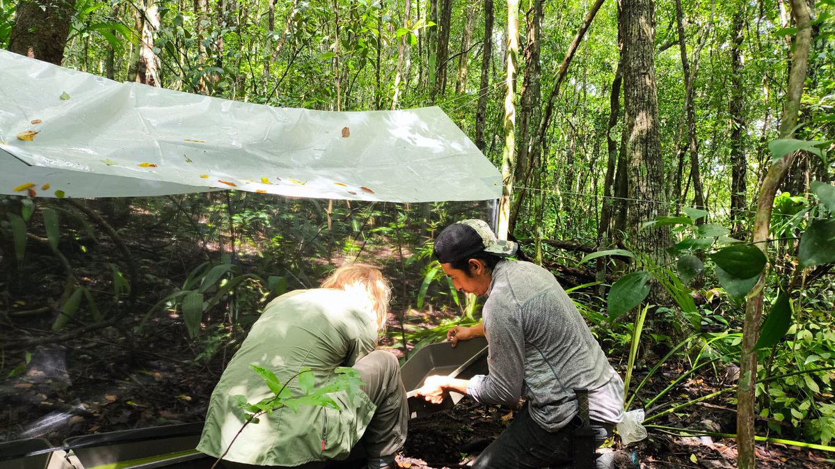 Beulah Garner (@thiswordistaken) on Twitter photo Flight intercept trapping 101 for beetle biodiversity studies with <a href="/Beetlephylo/">BeetleMania</a> in the beautiful forests of Laguna Om, Quintana Roo, Mexico 🪲 🌳 Flight intercept trapping 101 for beetle biodiversity studies with <a href="/Beetlephylo/">BeetleMania</a> in the beautiful forests of Laguna Om, Quintana Roo, Mexico 🪲 🌳