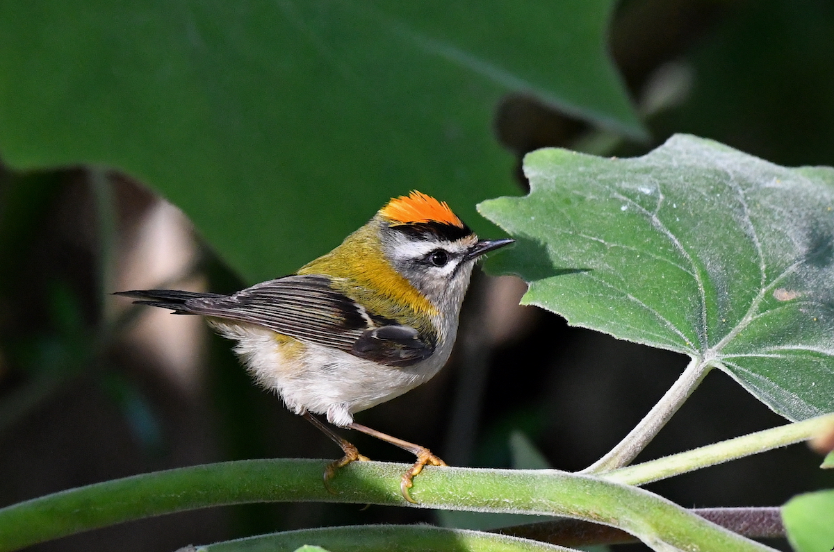 Aves do mês: O que ver em Novembro. Sugestões de Gonçalo Elias e José Frade. wilder.pt/diversoes/aves…