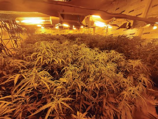 WestYorksPolice's tweet photo. A man has been remanded in custody charged with cannabis production after officers from the Leeds Inner North West Neighbourhood Policing Team uncovered a  large-scale grow at an industrial unit in Hunslet.
https://t.co/WGj3Ei4rOf https://t.co/aJThcehwGX
