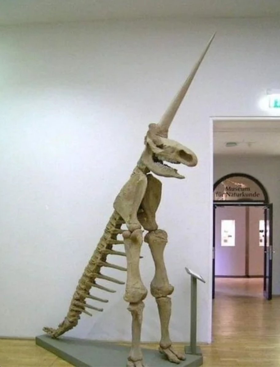 In 1663, the partial fossilised skeleton of a woolly rhinoceros was discovered in
Germany. This is the "Magdeburg Unicorn", one of the worst fossil reconstructions in human history.