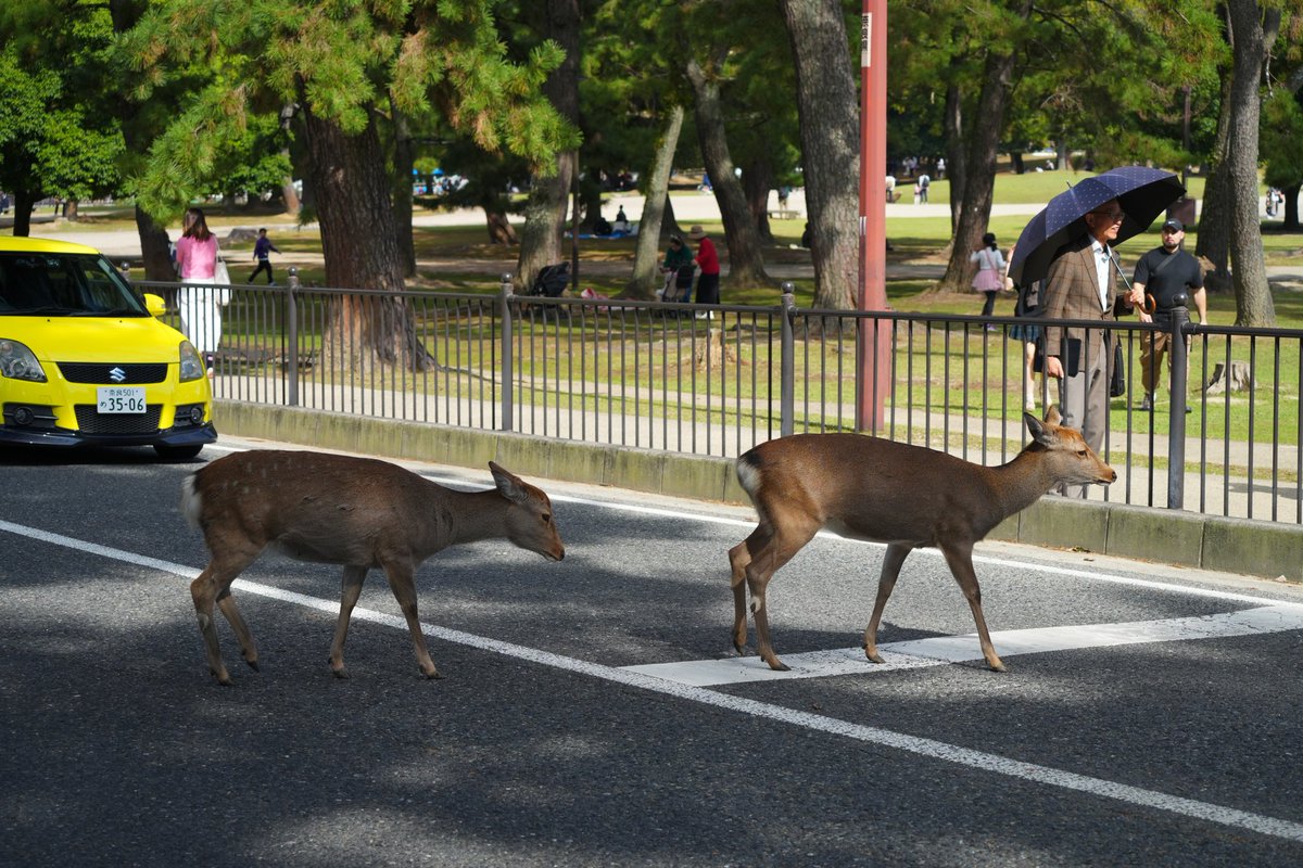 道路を渡る鹿。実は歩行者用信号は赤なんだけど、鹿は気にもせず(当たり前だけど)横断を始めてしまった…。
そしたらなんと車が止まってくれて、しかも渡り終わるまで静かに待っていてくれた。
さすが奈良だ…。
#奈良
#奈良公園の鹿 
#奈良公園 
#信号無視