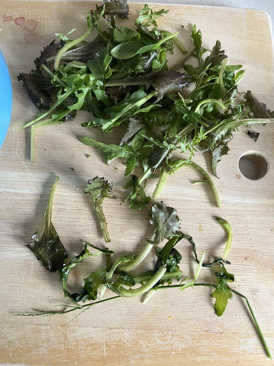 vikula25's tweet photo. @Morrisons I am fed up with buying supposedly fresh veg or salad where a lot of it has to be thrown away. This rocket and baby leaf salad was purchased yesterday in your Dorcan shop in Swindon. 😶 https://t.co/8P3nnd6n6G