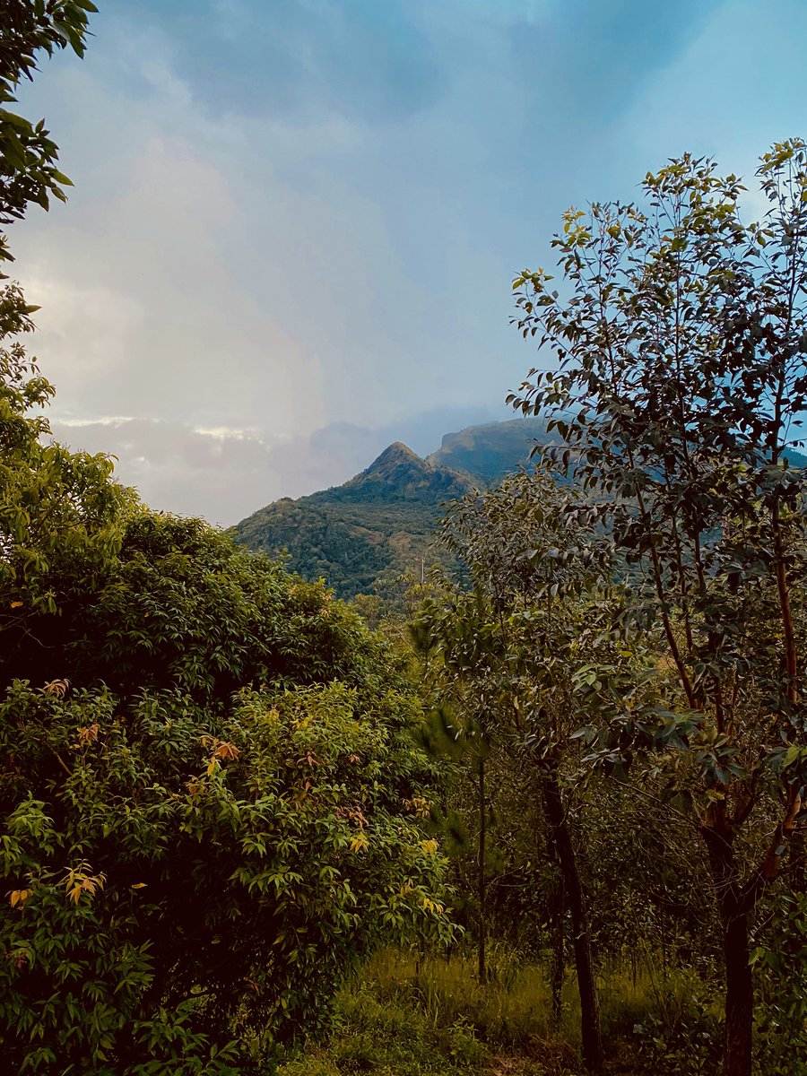 nuwandevsl's tweet photo. #legthatwalked #mountain #nature #forest https://t.co/vV1qXzyvb2
