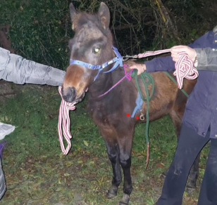 KentPoliceRural's tweet photo. This male foal is about 18 weeks old and was recovered by Police from the road at Dunton Green, Sevenoaks, Kent on the 03/11/24. If anyone has information as to the owner please contact Kent Police quoting CAD 03-1076. DR https://t.co/Q6ONMFUKqB