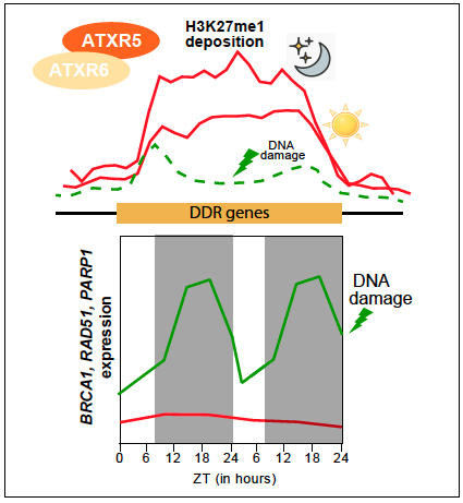 CG_ath's tweet photo. Diurnal control of H3K27me1 deposition shapes expression of a subset of #cellcycle &amp; #DNAdamage response genes #Arabidopsis #atrx5 #atrx6 #BRCA1 #RAD51 #PARP1 #gene_silencing https://t.co/xMmo4mpm38 @ThePlantJournal https://t.co/9LmLxI1Rly