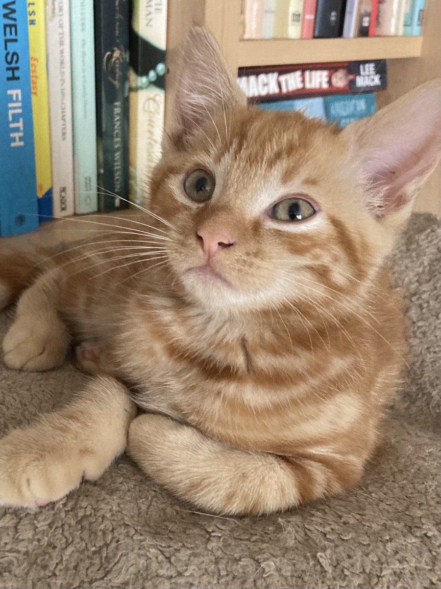 davidsupercat's tweet image. Over the weekend I received many hundreds of comments on my tweets. They came from people of every type and political persuasion. Do you know, not a single one of them was negative! There is a lesson to learn there my friends, maybe, deep down, we’re not so different. #cattwitter