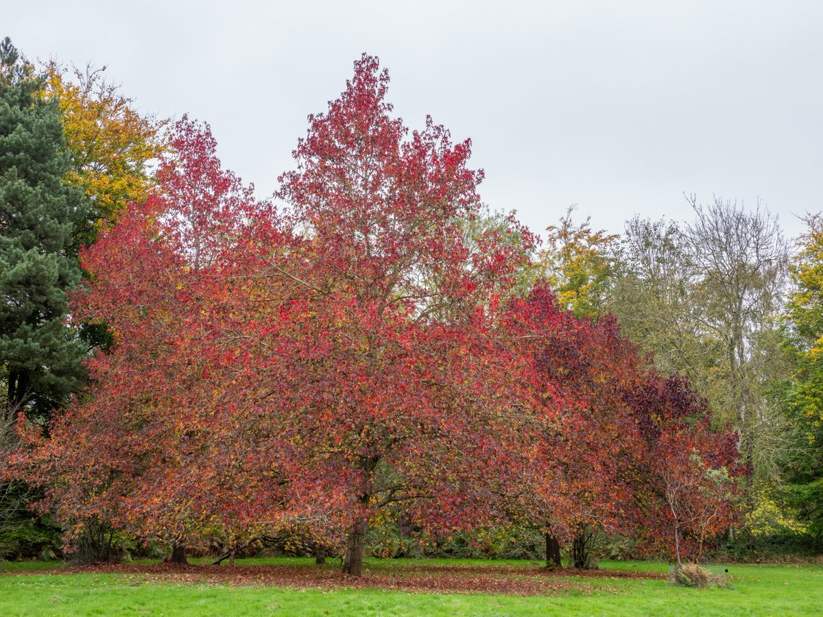 Fred Ixer tweet media