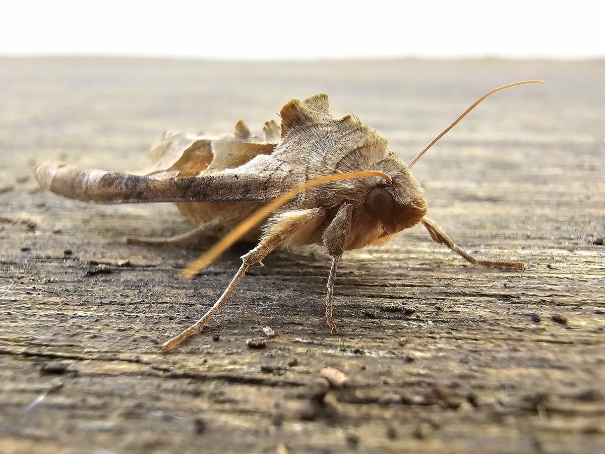 Portrait day for last night's moths. The late autumn clientèle really are fab #mothsmatter #teammoth