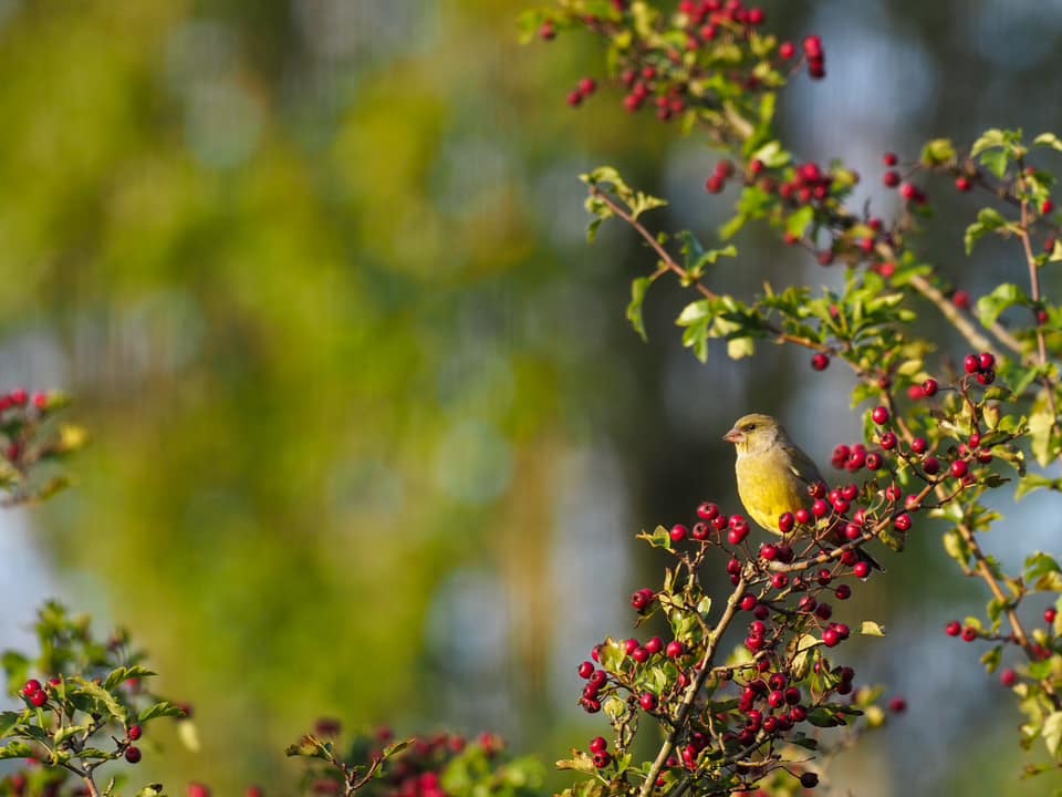 Thanks to everyone who sent their photos for our social media banner competition. Help us pick the winner:

🌊 Great white egret - Waldo Ferris
🔥 Firecrest - Martin Buckley
🌳 Greenfinch - Julia Perry

Got #wildlife photos to share? Our competition is open until 29 Nov! ⏰