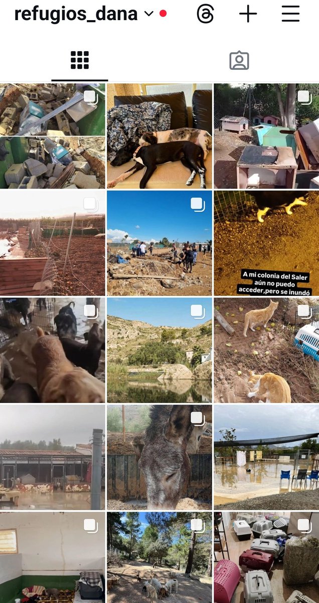 gemcantos's tweet image. Ya llevo 16 (que parece que se dice pronto, pero 16) refugios de animales que necesitan MUCHÍSIMA AYUDA. Sobre todo en Valencia y pueblos, Murcia y Andalucía. #Dana #Refugio