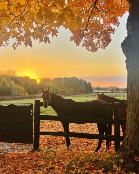 LongRunTB's tweet photo. Emily, one of our cherished volunteers, took and shared this stunning photo of Riker and Pink Lloyd.
We are so grateful to Emily and all our volunteers! Thank you for helping us continue to caring for our 50+ retired race horses! #ottb #longrun _tb#Fall #Fallcolours #Fallmornings https://t.co/ECarVq8AlF