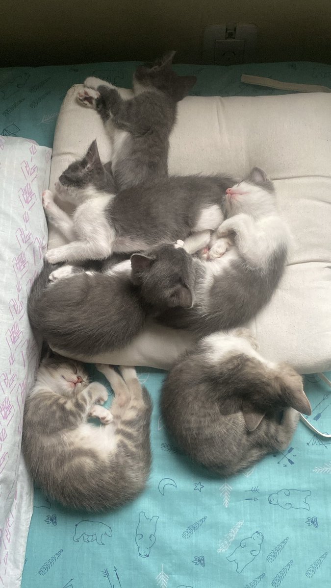 Celefernandez06's tweet photo. Holis, esta gatita con sus bebés buscan un hogar! 

La gata tiene un año y ya se encuentra castrada, en caso de no conseguir un hogar voy a tener que dejarla donde la encontré ya que se me hace imposible quedármela. https://t.co/aK8V7UjKXN