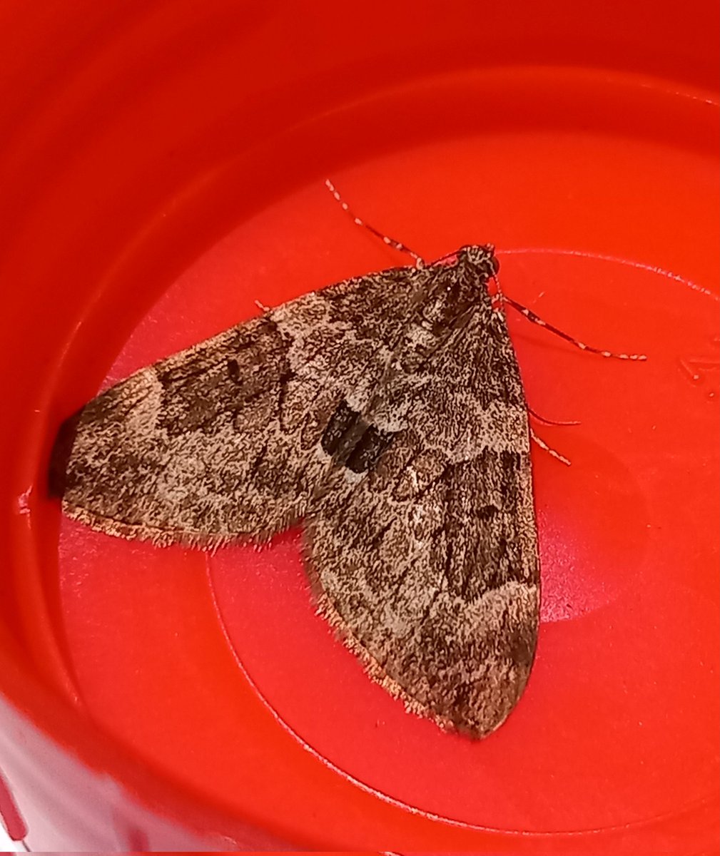 Phoenix_sandy's tweet photo. First November trap in a long while. 8 of 6 with those pictured nfg. Example of November aggressive v well marked. I realise gen det normally required, but is this distinctive enough for November moth? @MOTHIDUK #TeamMoth https://t.co/KsWIGYKYcf