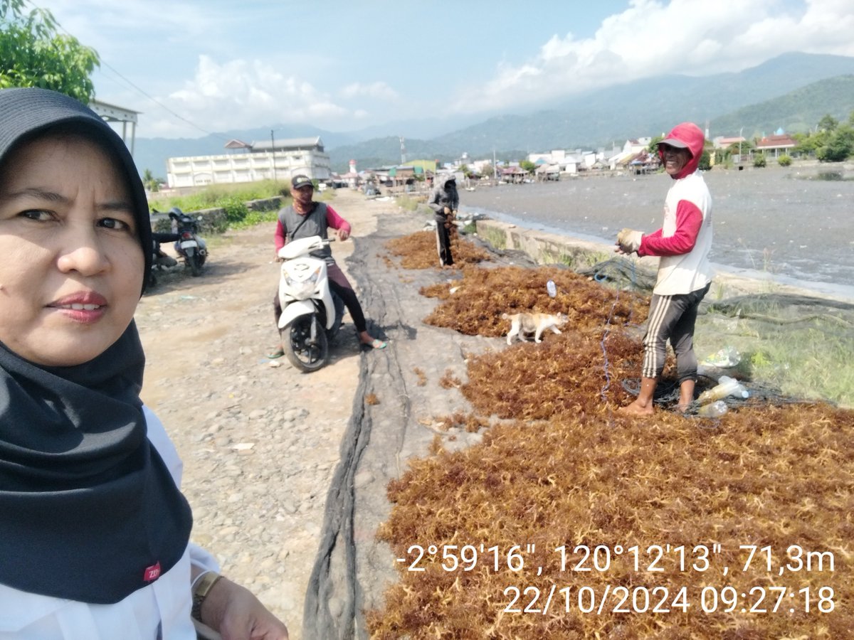 AsridaSyafri's tweet photo. Selasa (22/10/2024), Asrida Syafri, Luhkan Kota Palopo, Pokdakan Rezky Katonik, Kelurahan Pontap, mendampingi panen Rl Eucheuma cottonii, metode longline, panen 20 bentangan (120 kg basah), harga Rp 14.000/kg kering
#GiatLuhkanSatminkalMaros 
#KotaPalopo
#Panen https://t.co/vuDmlRrjUl