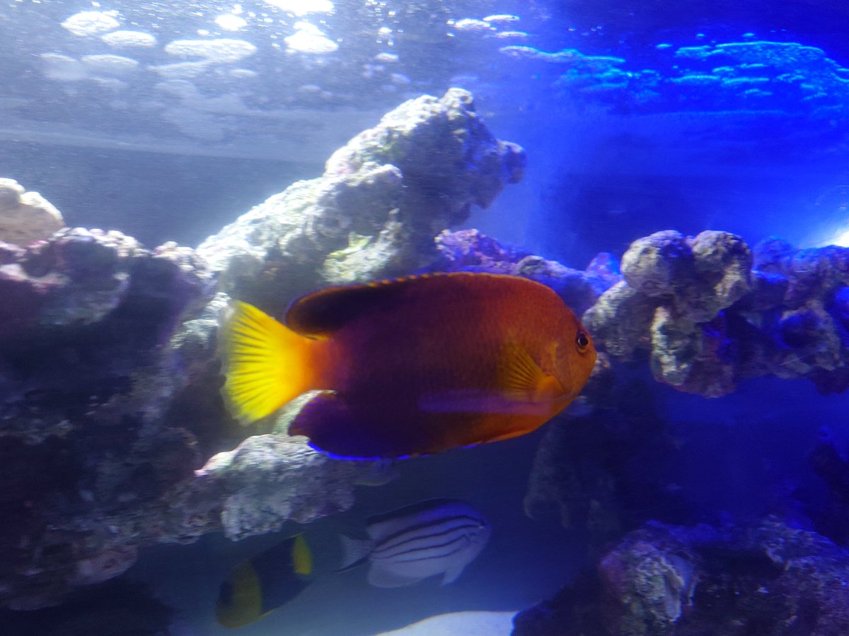 sisn_sikn's tweet photo. 母校の海魚展見に行きました！
まじで年々展示魚が凄いことになってる…レンテンも和歌山産スジアラも凄すぎる
タチウオも去年は1日もたんかったけど今年は2日間生き続けてたぽい🙁
（動画は去年のタチウオ水槽）
在学中の去年が恋しい…
優秀な後輩がいっぱいおるのでお近くの方は来年是非👋 https://t.co/IoNJt623gG