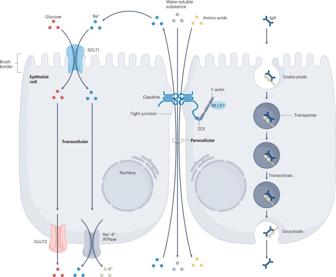 New online! Transport functions of intestinal lymphatic vessels go.nature.com/3C8MA0i