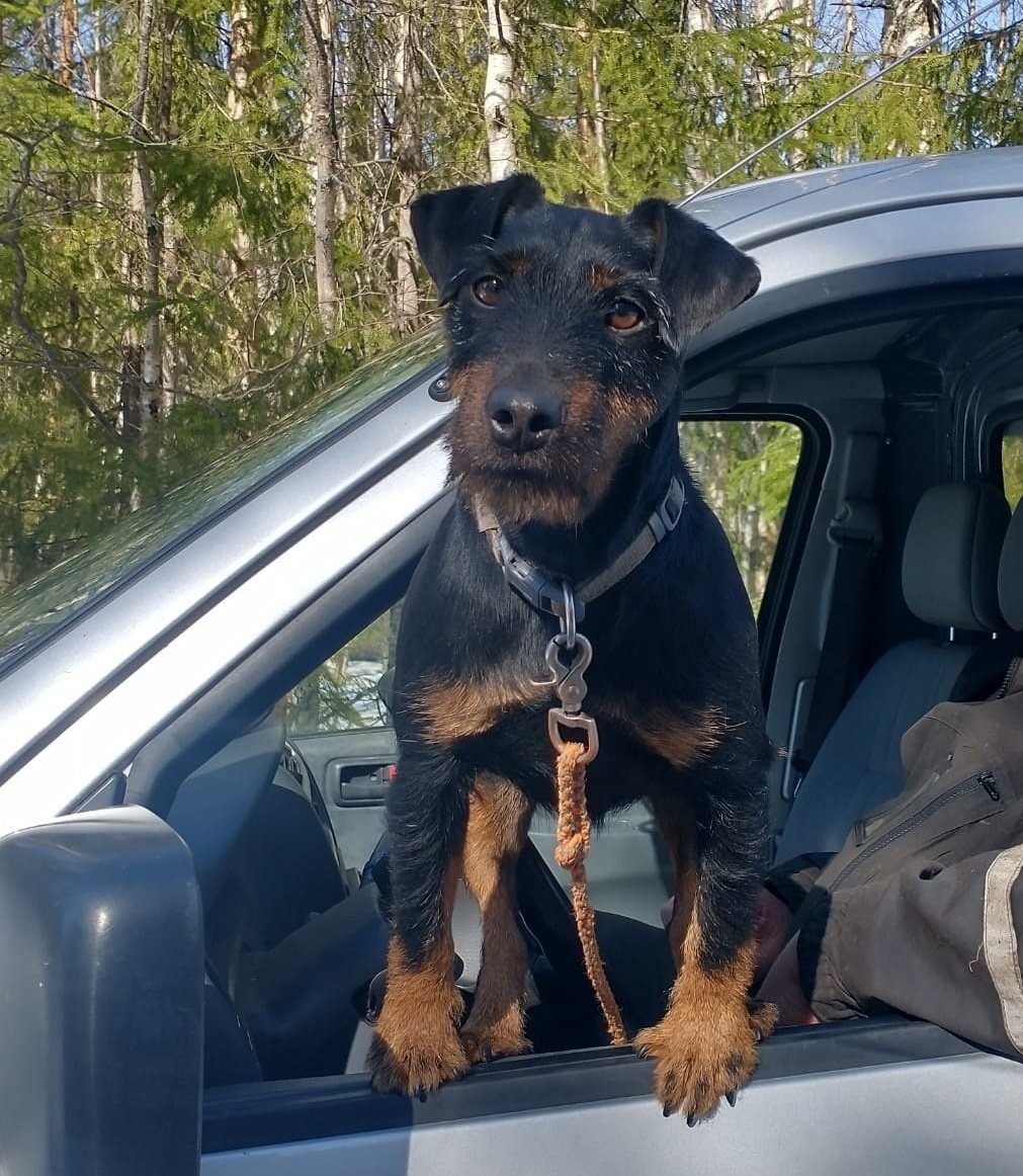 Kadonnut 1.11 klo 16.00 Lolju-Alaniemi väiliin saksanmetsästys terrieri Missy.
<a href="/MikaHerajarvi/">Mika Herajärvi</a> <a href="/HenriSiponen/">Henri Siponen</a> 
Missy tarttui tien ylittäneen hirvisonnin matkaan. Tutkapanta mykkkä ja ei paikkatietoa.

Olisin kiitollinen jos tätä jaettaisiin alueen some alustoilla.
0400205402