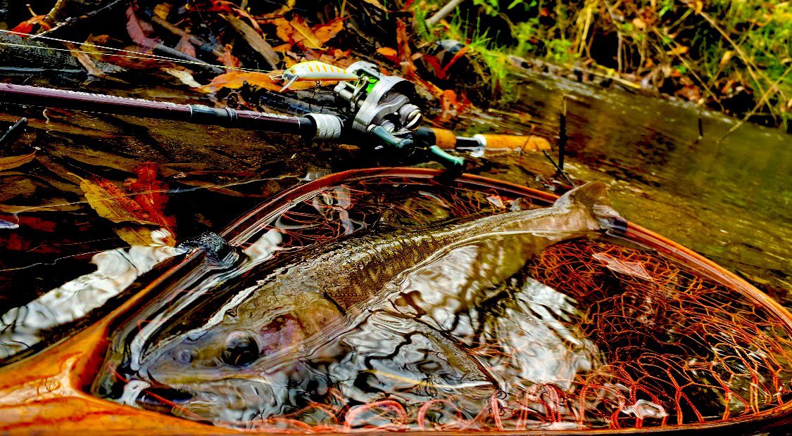 310civic's tweet photo. 本日の湿原雨鱒。72cm

#湿原河川
#fishman
#shimano
#simms https://t.co/OL6vUGbfh4