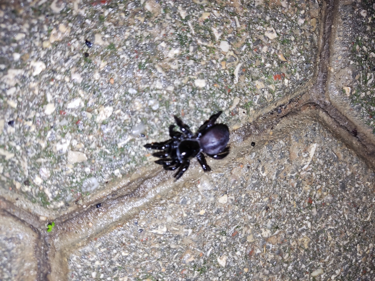 Aranha buraqueira-de alçapão-duplo (Ummidia algarve), vista a 31 de Outubro numa rua de Lagos. wilder.pt/especies/que-e…