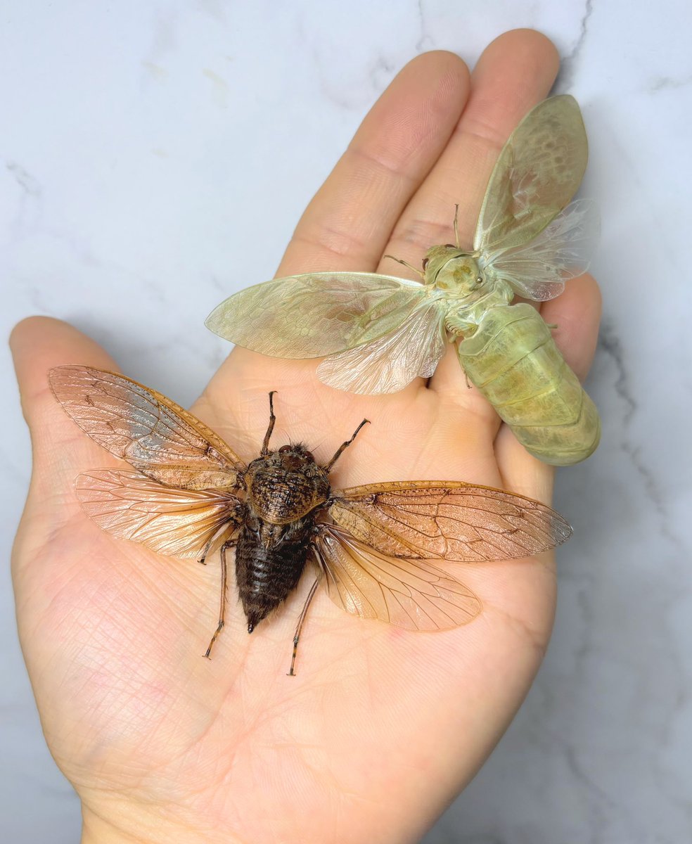 オーストラリアの珍種セミ2種🇦🇺 ムカシゼミとハラブトゼミ