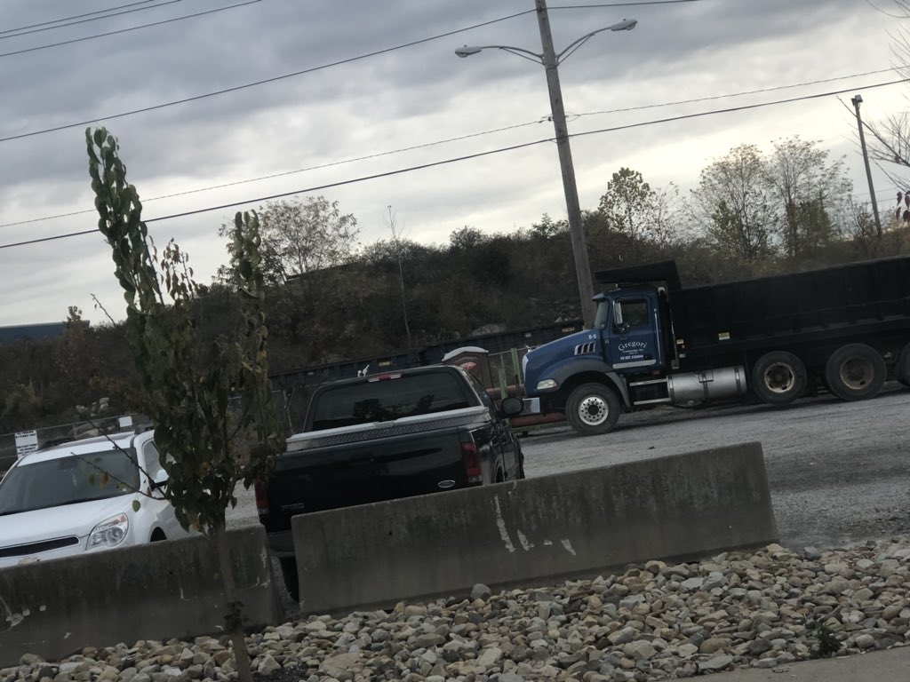 cutedolphin tweet media