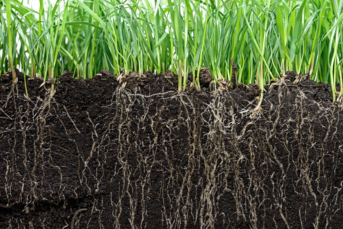 Trials show #biostimulants like Status® &amp; Talisman® significantly improve Nitrogen Use Efficiency (#NUE). With up to a 95% increase in NUE &amp; significantly improved root growth, these products enable stronger, higher yields even with lower nitrogen inputs: intracrop.co.uk/nitrogen-use-e…