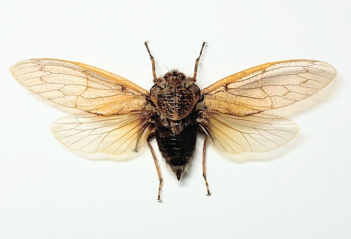 ムカシゼミ Tettigarcta crinita オーストラリアの大珍品セミ