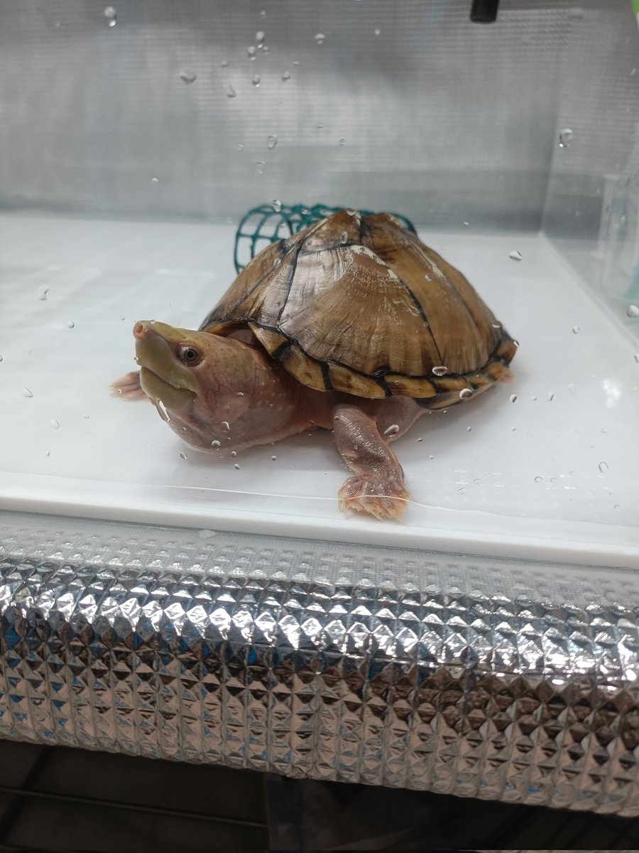 水がなくて不安そうな亀
すぐ入れるって
＃カブトニオイガメ
#亀