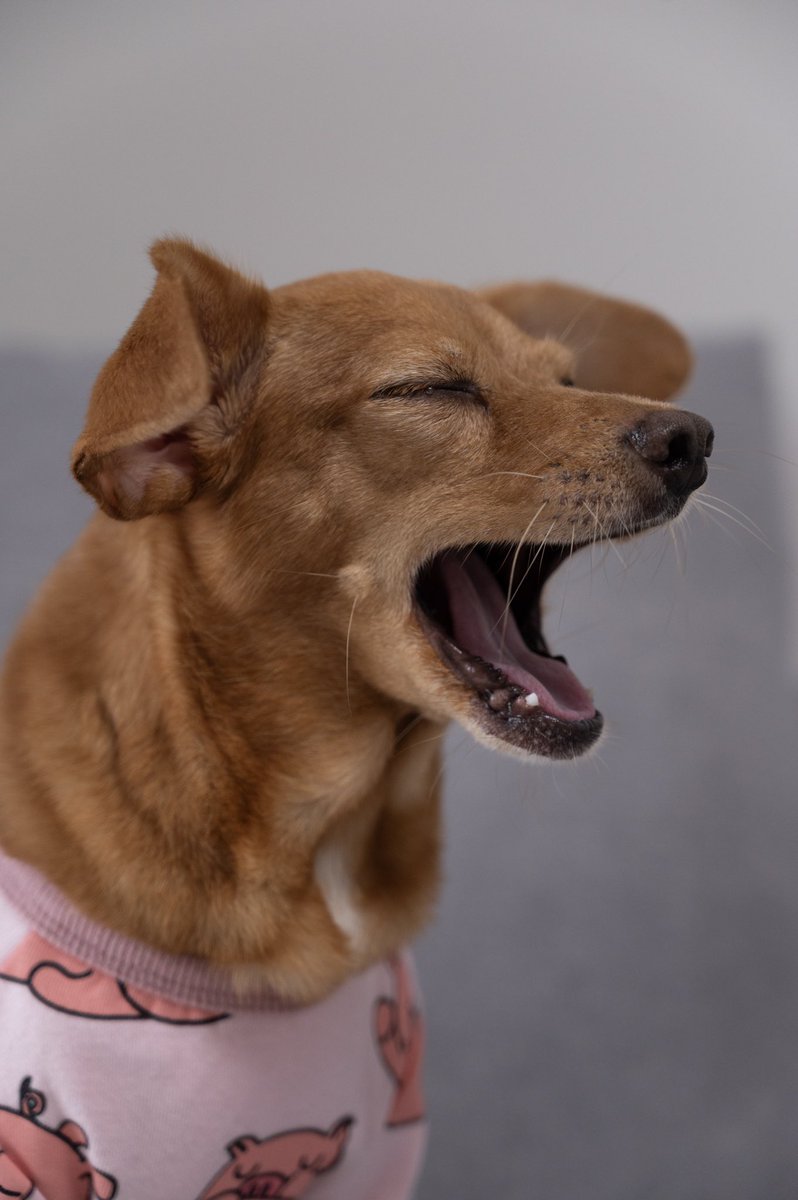 개팔자호떡팔자 tweet media