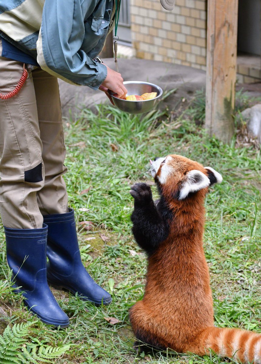 DailyRedPandas's tweet photo. https://t.co/9AFNQ215gf