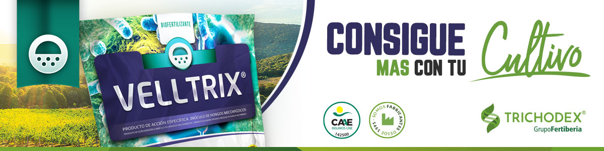 trichodex_es's tweet photo. 𝙏𝙝𝙞𝙘𝙝𝙤𝙙𝙚𝙧𝙢𝙖🦠

En @trichodex_es  con #VELLTRIX®, un producto biofertilizante registrado, formulado a base de 𝘛𝘳𝘪𝘤𝘩𝘰𝘥𝘦𝘳𝘮𝘢 𝘢𝘴𝘱𝘦𝘳𝘦𝘭𝘭𝘶𝘮 caracterizada por su alto poder adaptativo  

Os mostramos resultados➡️https://t.co/XeKZfSw4XT https://t.co/Aam5VO1ycz