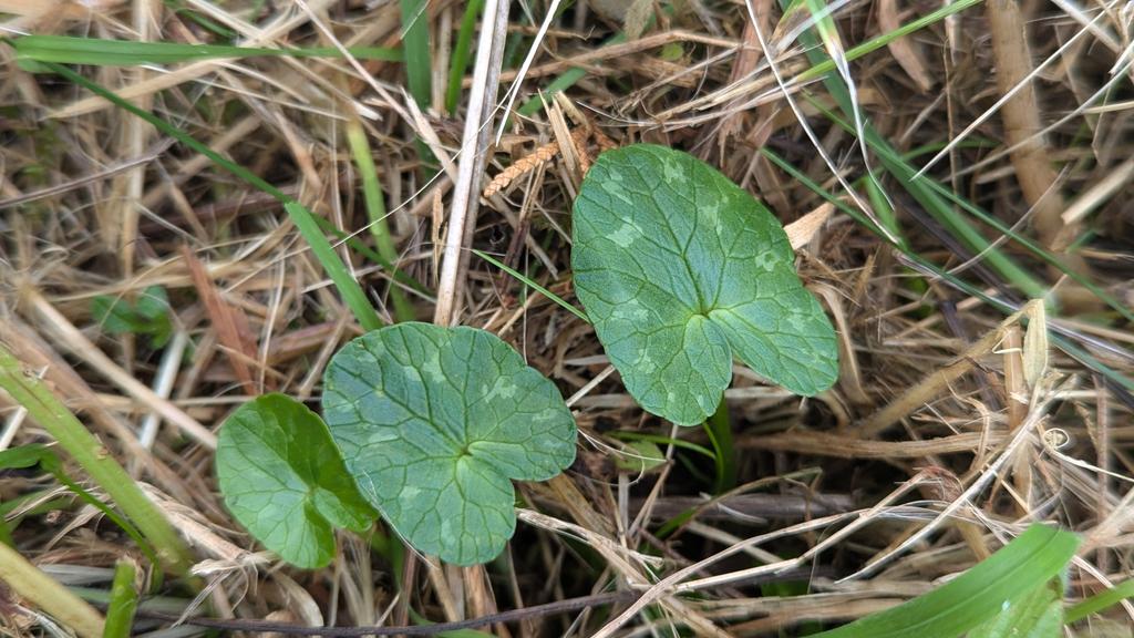 Spotted my first Lesser Celandine leaves today... Spring isn't far away now 😉

#Plants #Botany #RollOnSpring