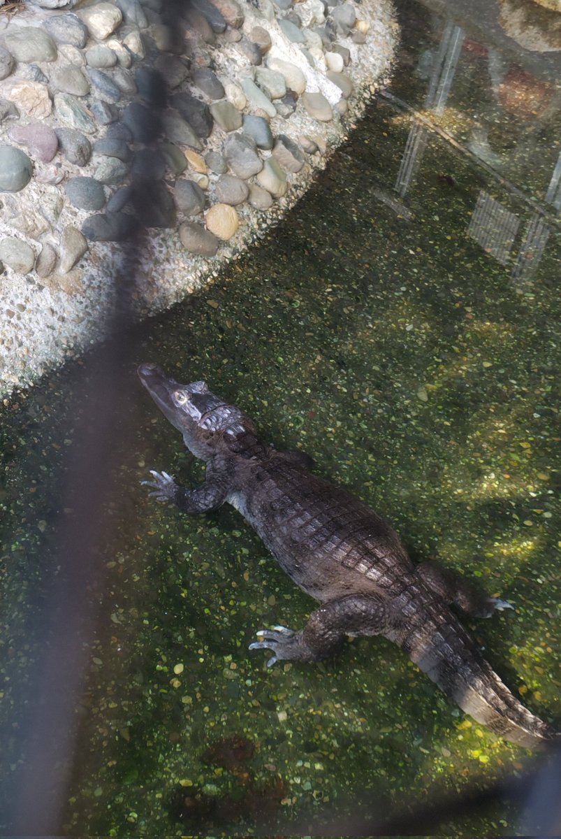 #さよなら爬虫類館
#八木山動物公園
私が爬虫類好きになった始まりの場所でした🐍
お疲れ様です
ありがとうございました

爬虫類館としてではないものの、4年後に新たな展示を検討されているみたいなので楽しみに待ってます😌