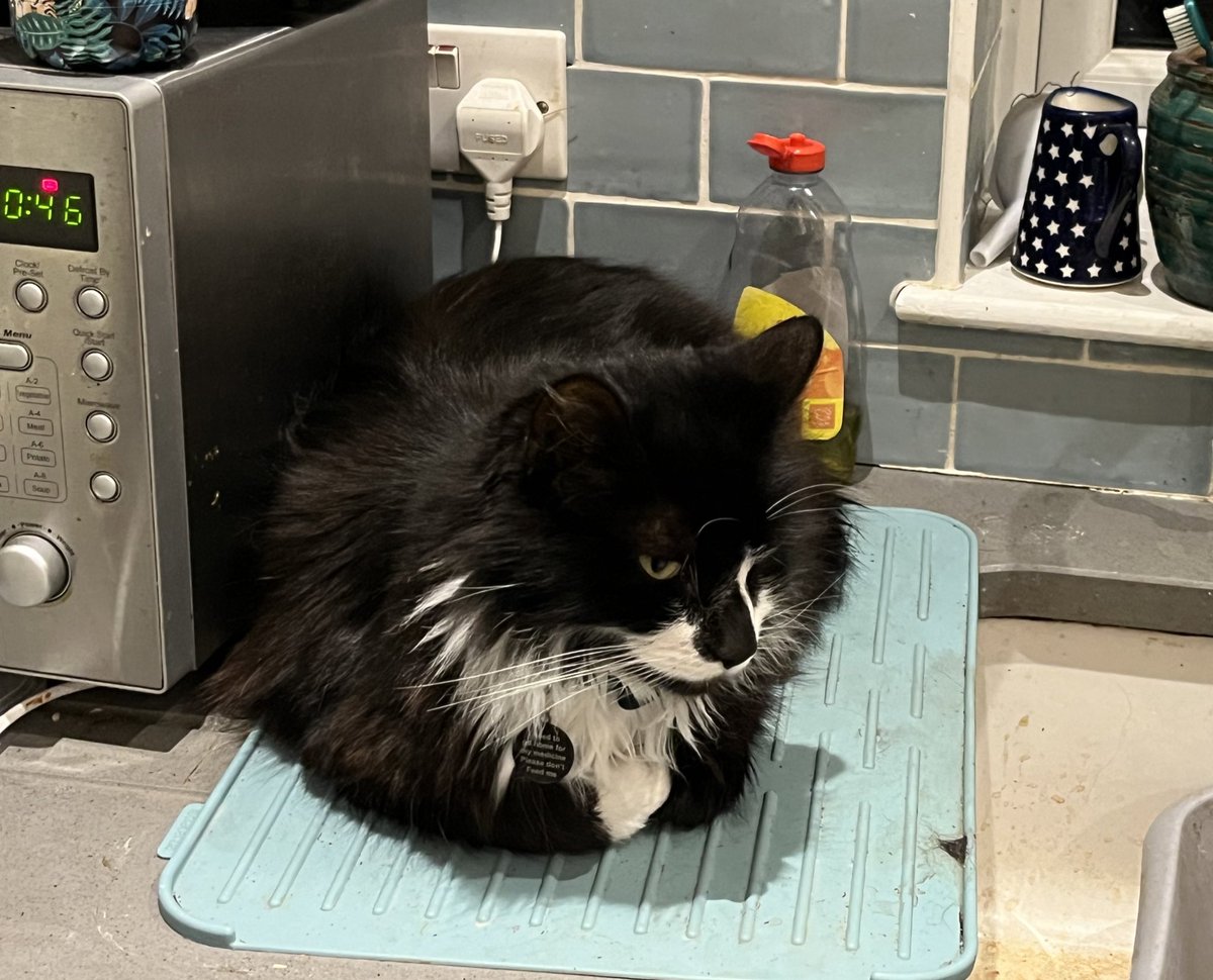 in memory of Stanley the cat tweet media