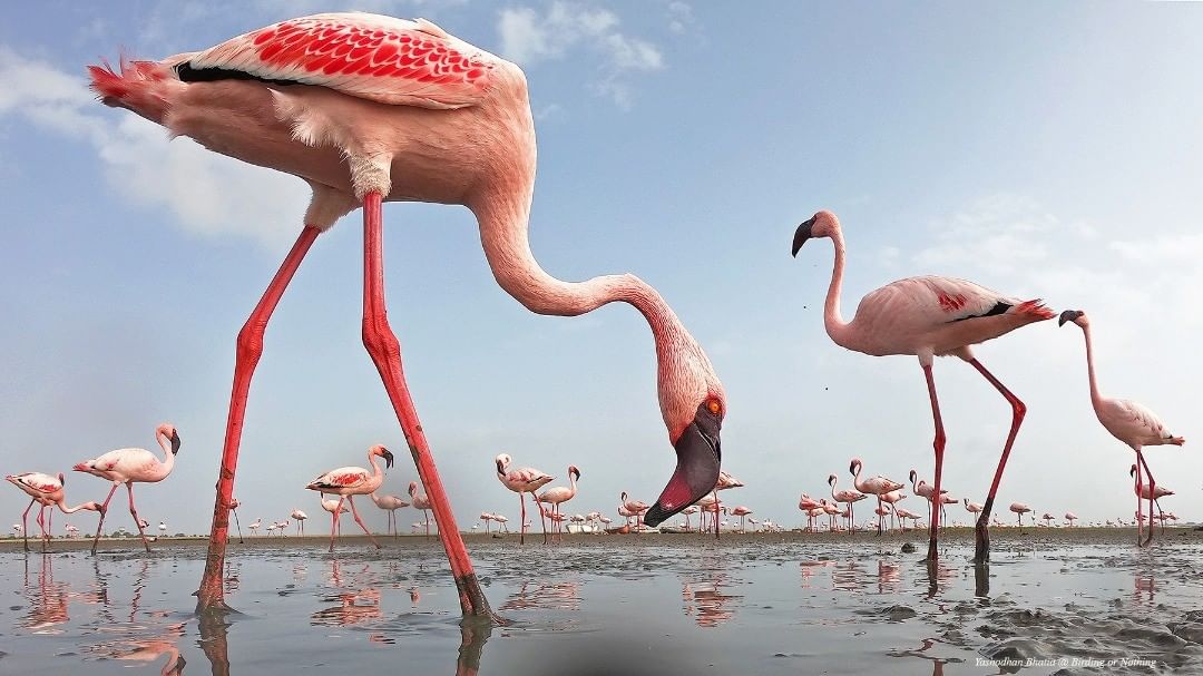 WCSIndia's tweet photo. #Repost • Lesser flamingos (Phoeniconaias minor) photographed by Yashodhan Bhatia
(@yashodhanbhatia)

#Flamingo #LesserFlamingo #Birds #BirdsofIndia #WetlandBirdsofIndia #BirdPhotography #WildlifeOfIndia #WildlifeIndia #Wildlife  #WildlifePhotography #NaturePhotography https://t.co/hBGm9T7V8s