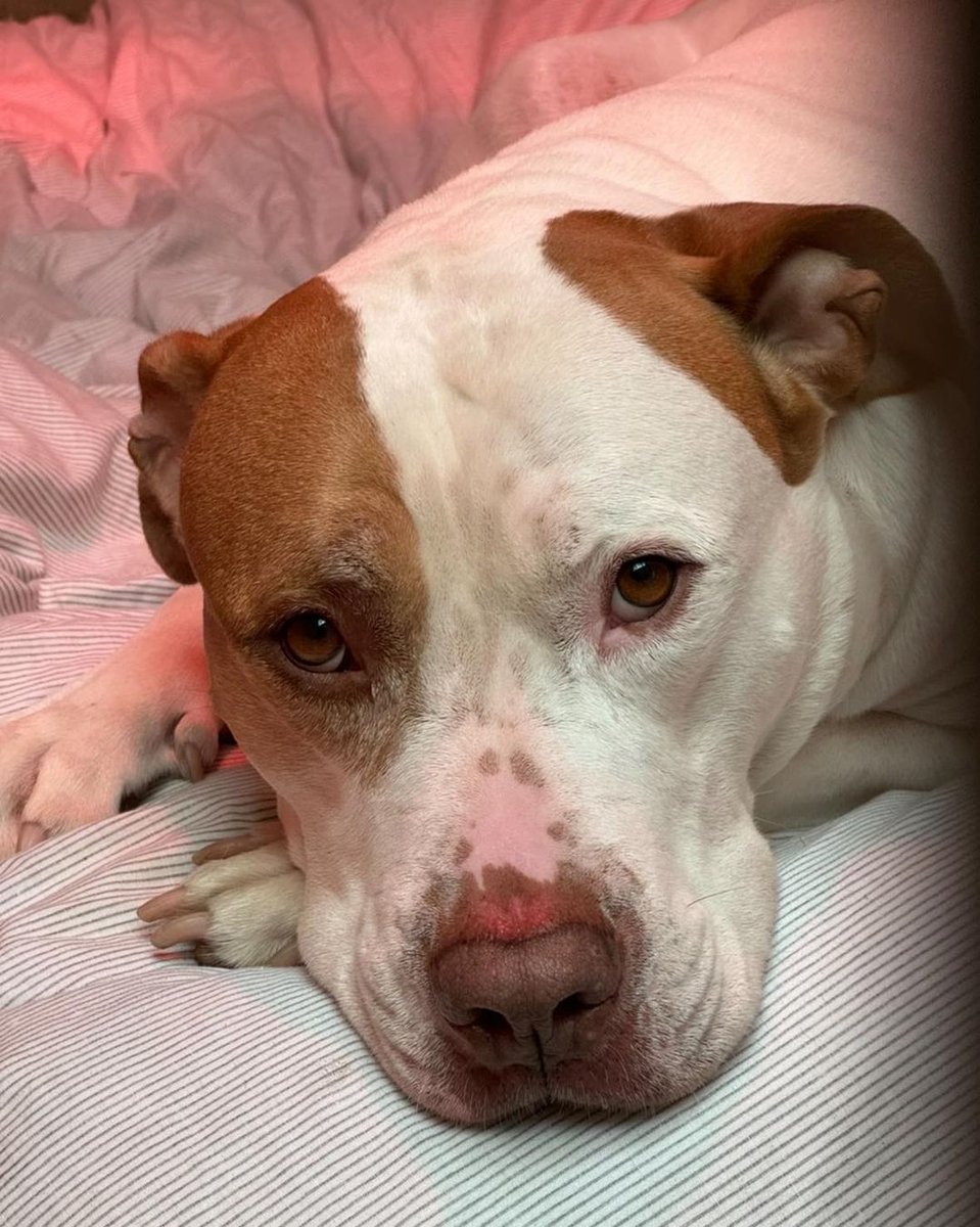 Please retweet, special appeal to help Milo find a home #YORKSHIRE #UK Owner passed away ⭐️
Available for adoption, registered British Charity✅
Milo breaks our heart. He’s still in kennels and desperately needs to be in a home 🐶💔
His beloved owner passed away, and poor Milo is