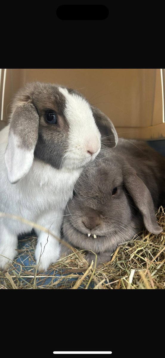 carrotcottagerr's tweet photo. It’s that time again!! It never stops. Taking on Obi was a difficult decision. His dental issues are vast. We’ve got him through his first 2 surgeries now it’s time for the 3rd. He’s such a tough little bunny and he deserves the have at his best life. So it’s on us to raise the remaining £300 before Thursday so that he can have his next dental surgery. Please remember this is just £1 from 300 people. We just have to find those people. Or £10 from 30 people. 
Please help us help Obi get the next stage of his dental work 😍😍

https://t.co/qpi9QRU9XI