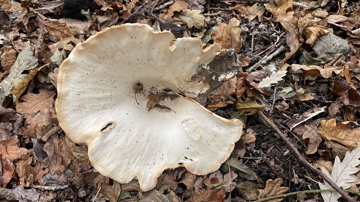 Andy Butterfield tweet media