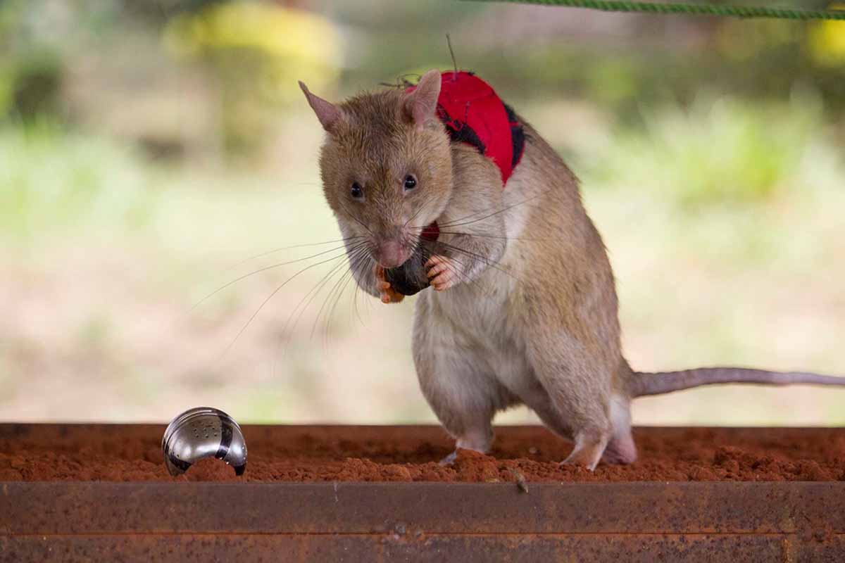 • Why #climatechange might have ratcheted up the gota fría that produced extreme #rainfall in Spain
• How to "rat out" #wildlife traffickers 
• Where #plastic can be seen from space 
Details in “This Week in #Water”  bit.ly/3CzL6tn