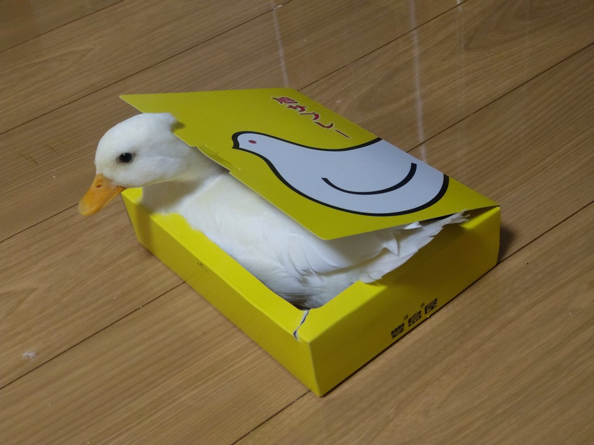 64pan_4rasu's tweet photo. おめー鳩じゃねーだろ  #鳩サブレー https://t.co/98ey2Ojtym