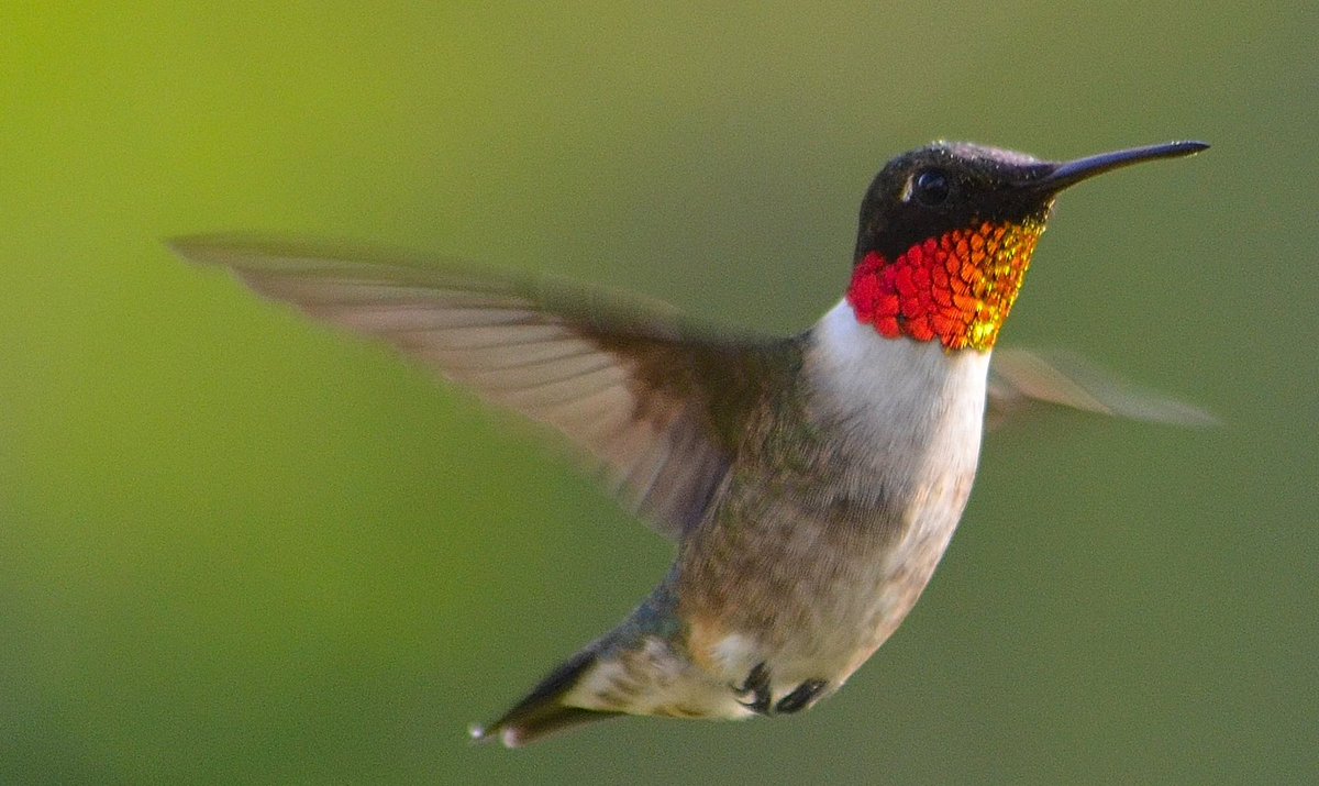morrow_megan's tweet image. GM🕊️Rise up, it's Monday! Embrace the hummingbird's fire❤️‍🔥swift, vibrant, and unstoppable. Let's soar into the week!🐦🌟

#MondayFire #SoarHigh